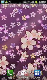 cherry blossomwallpaper　free