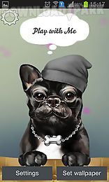 french bulldog