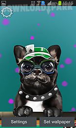 french bulldog