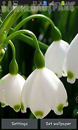 lily of valley forest