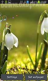 lily of valley forest