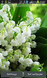 lily of valley forest