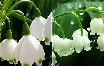 Lily of valley forest