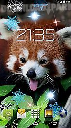 red panda