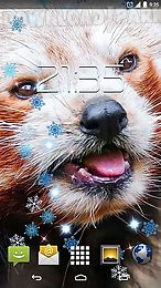 red panda