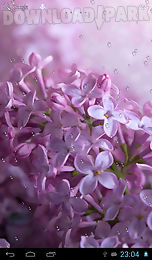 raindrops on lilac