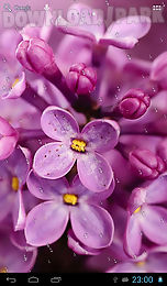 raindrops on lilac