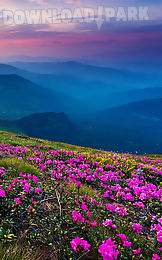 mountain flower live wallpaper