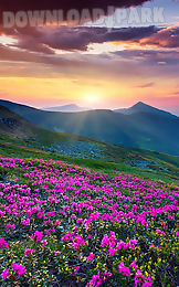 mountain flower live wallpaper