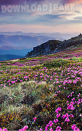 mountain flower live wallpaper