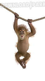 monkey live wallpaper