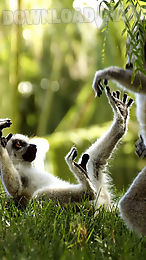 monkey live wallpaper