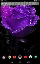 violet rose