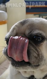 dog lick live wallpaper