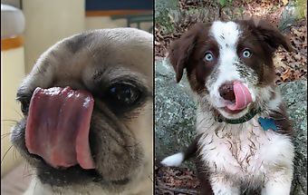 Dog lick live wallpaper