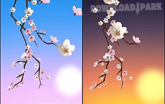 Lovely sakura live wallpaper