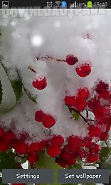 winter berry