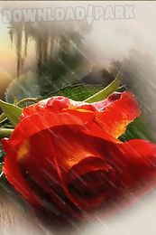 red rose under rain live wallp