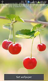 sweet cherry