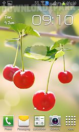 sweet cherry