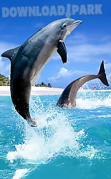 dolphin hd live wallpaper