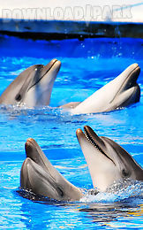 dolphin hd live wallpaper