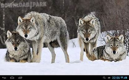 wolves animals