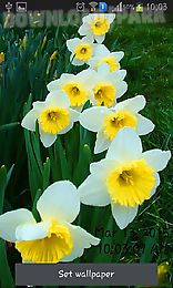 daffodils