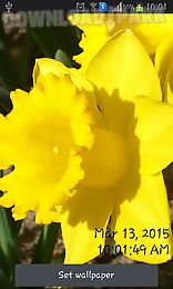 daffodils