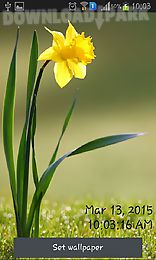 daffodils