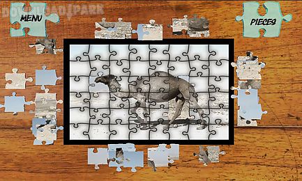jigsaw puzzles animals world