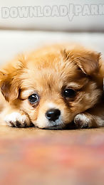 puppies live wallpaper