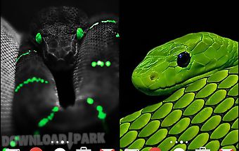 Snakes by fun live wallpapers