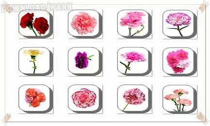 carnation flowers onet classic game
