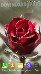 3d Rose Live Wallpaper Android Animiert Hintergrundbild Kostenlose Herunterladen In Apk