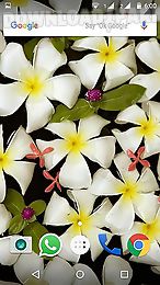 plumeria