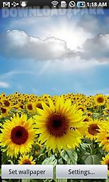 sunflower lw free + weather