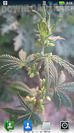 indica cannabis live wallpaper
