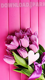 pink tulips live wallpaper