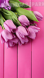 pink tulips live wallpaper