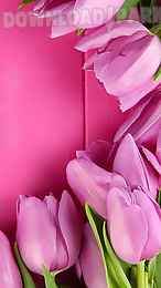 pink tulips live wallpaper