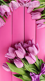 pink tulips live wallpaper