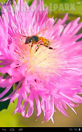 bee on a clover flower 3d
