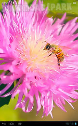 bee on a clover flower 3d