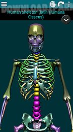 bones human 3d (anatomy)