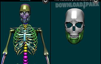 Bones human 3d (anatomy)