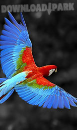 talking parrot free lwp