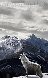 Wolf Live Wallpaper Android Animiert Hintergrundbild Kostenlose Herunterladen In Apk