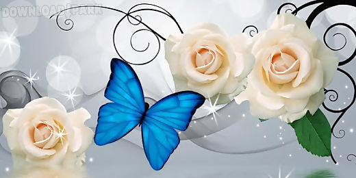 white rose butterfly
