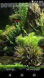 fish aquarium 3d